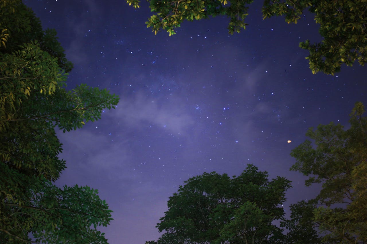 Low-angle Photography of Trees Under Stars at Night